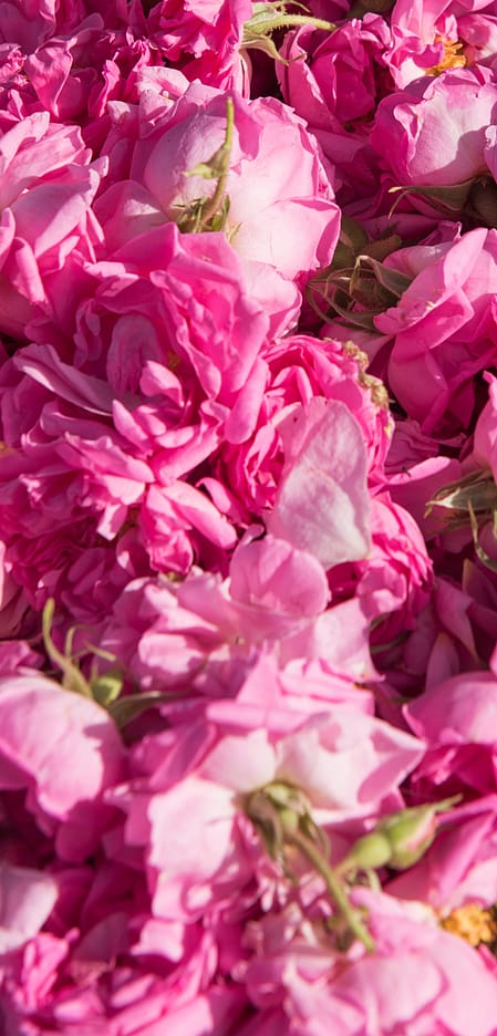 Wild Rose & White Tea face care only £10
