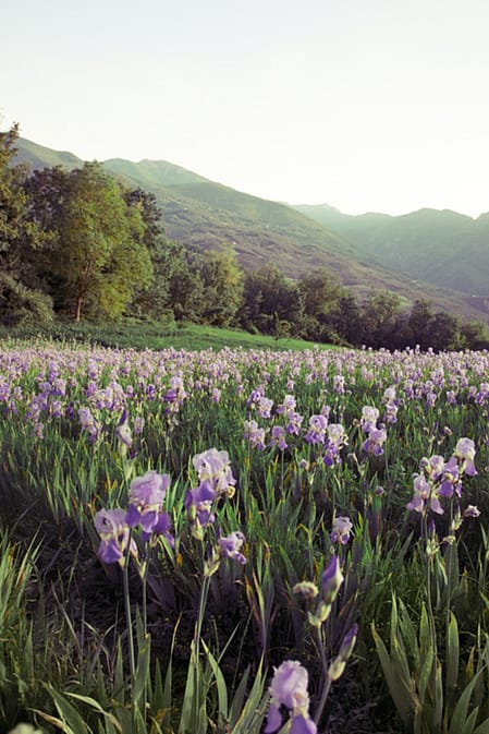 Iris field in Italy