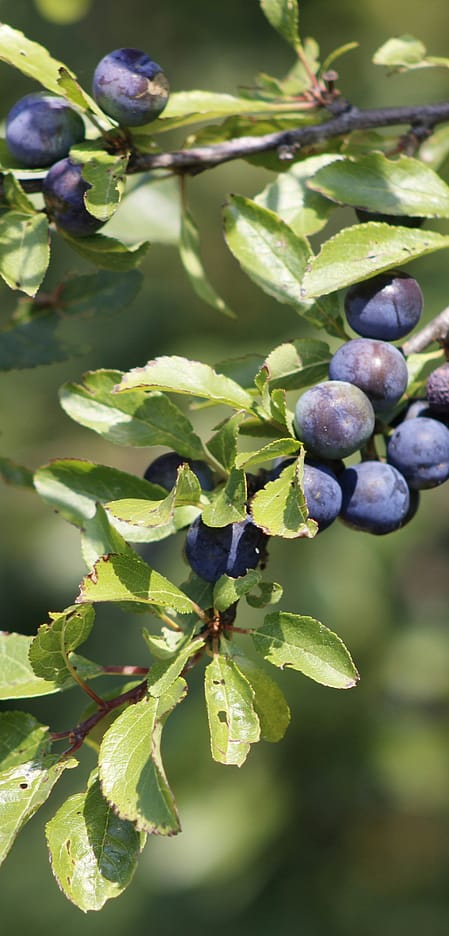 Buy one get one free on Prunus Elixir