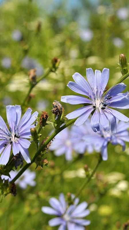 Chicorée sauvage