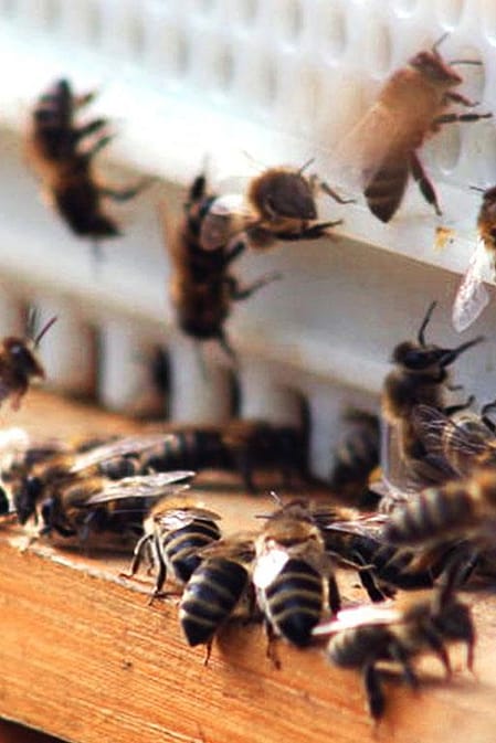 weleda abeille