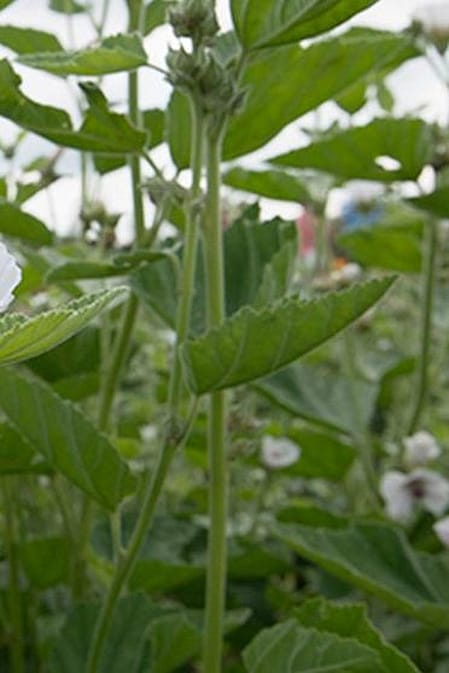 Eibisch Pflanze mit weissen Blueten