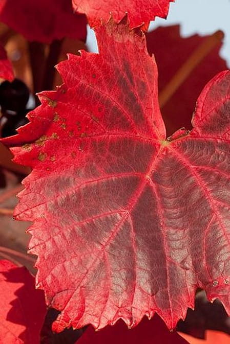 Rote Weinblaetter