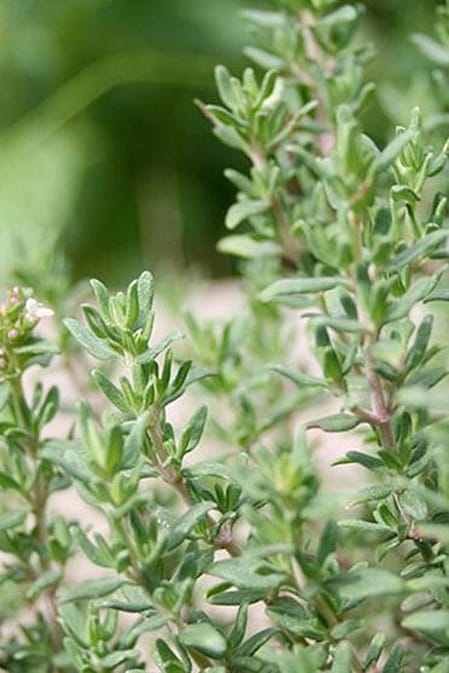Thymian Pflanze