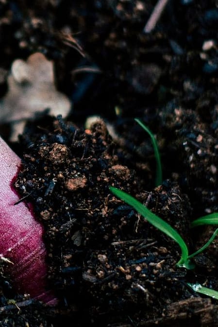 Rettich in der Erde