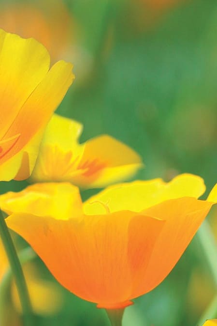 Pavot Jaune de Californie