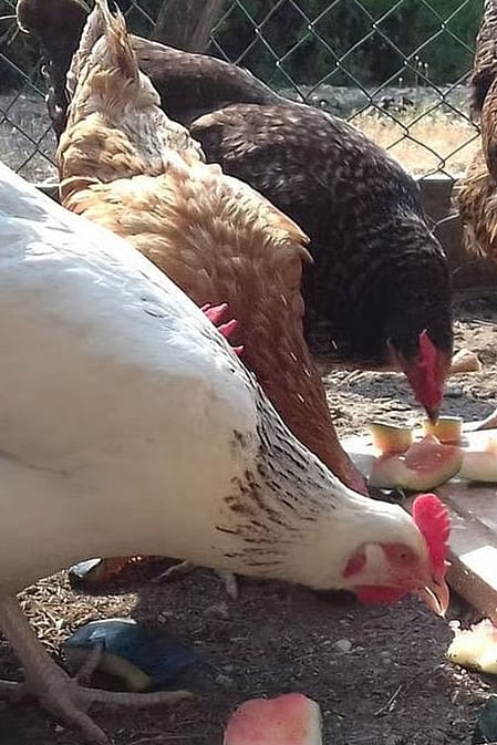 poules