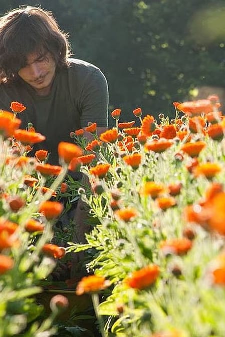 Le calendula, une explosion de couleur