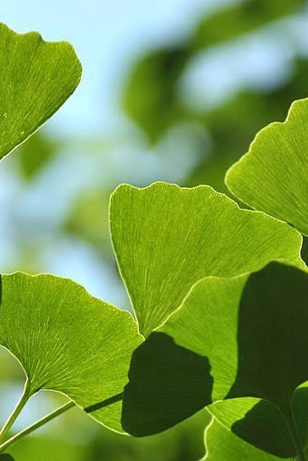 Le ginkgo
