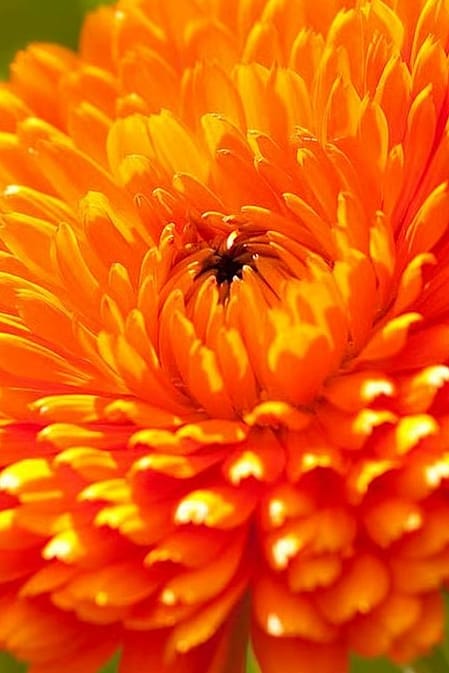 le calendula