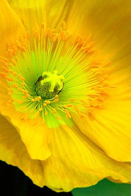 pavot jaune de Californie