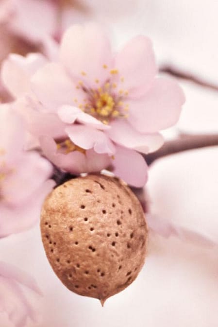 Närbild på mandelblom