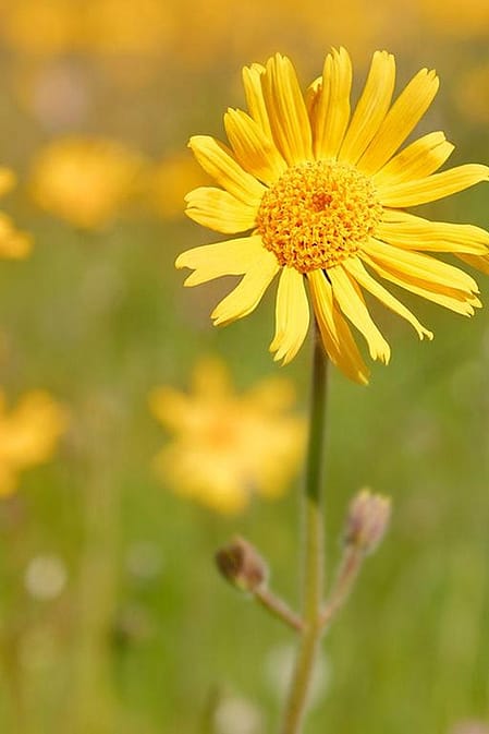 flor de árnica