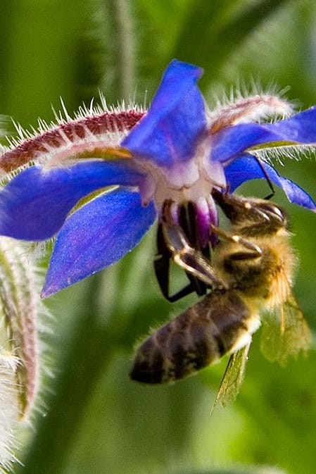 abeille butine une fleur