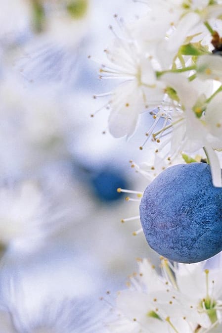 blackthorn berries and flowers
