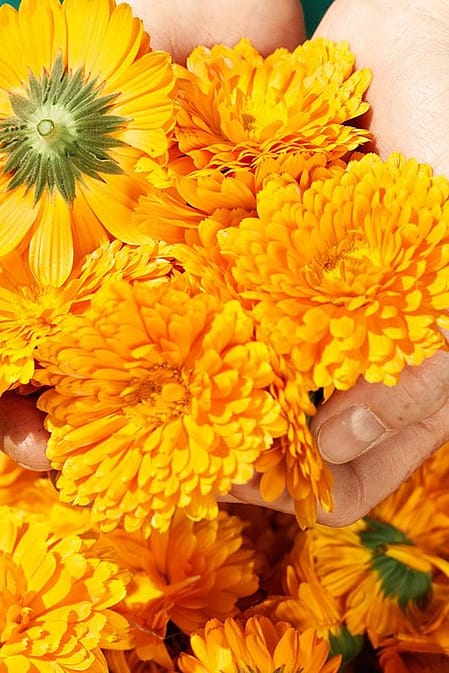 fleur de calendula