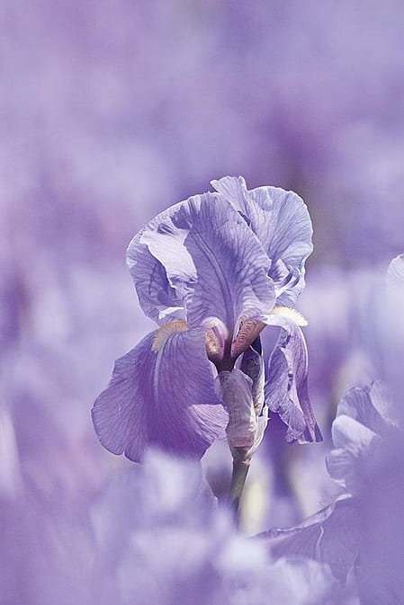 weleda lavender