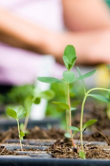 Hand working with plant seedlings