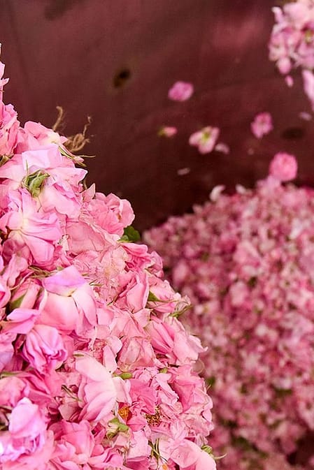 wild rose petals in production