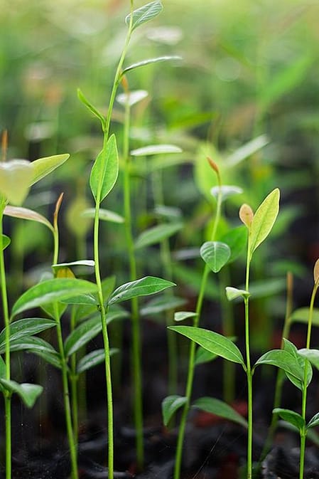 Growing plants.