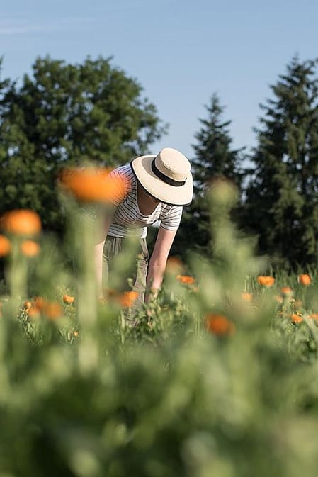 récolte de Calendula