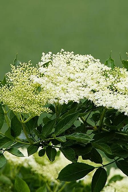 Holunderstrauch mit Blueten