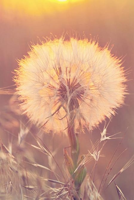 Löwenzahn im Abendlicht