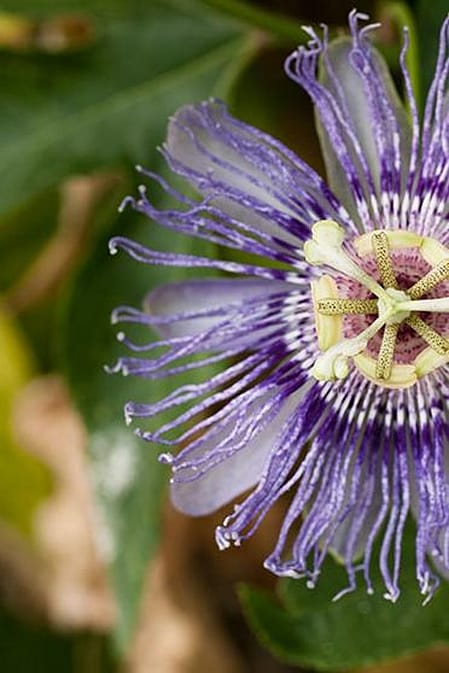 Bluete einer Passionsblume