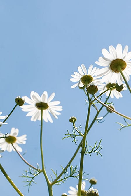 Contusions dues au sport