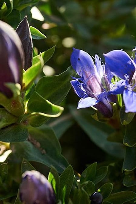 blue gentian plant