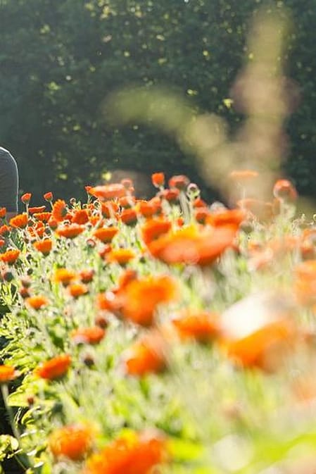 Fält med ringblommor