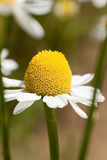 Chamomile Plant and flowers.