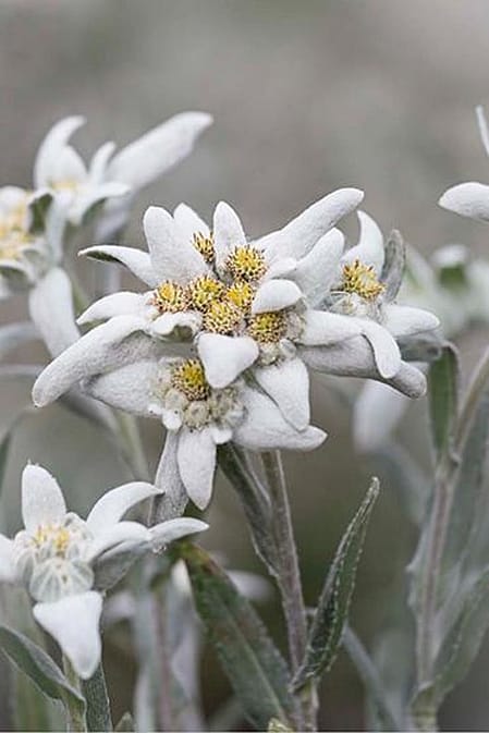 planta edelweiss