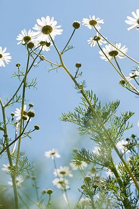 Kamillenblüte