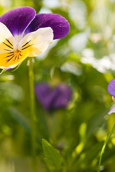 Pansy flowers