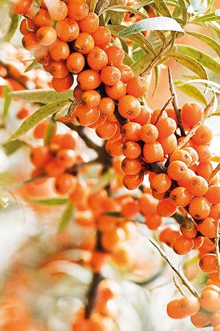 Sea Buckthorn