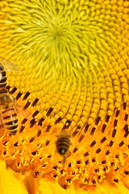 sonnenblume mit bienen