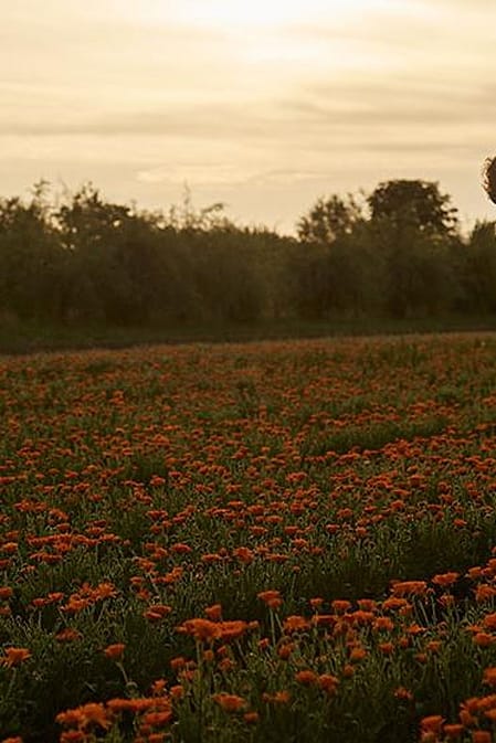 mutter mit kind in einem calendula feld