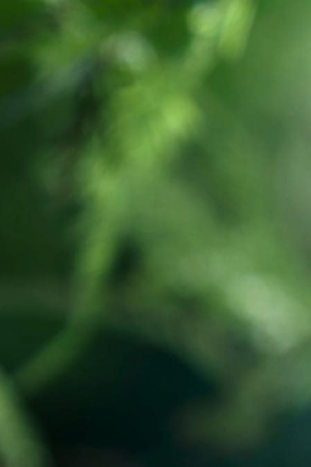 Fern background