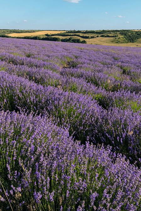 lavender field
