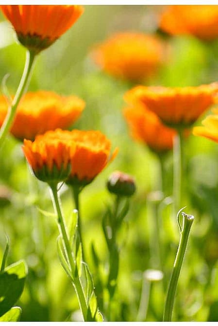 calendula field