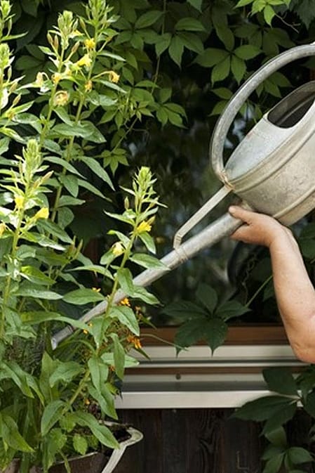 gardener watering flowers