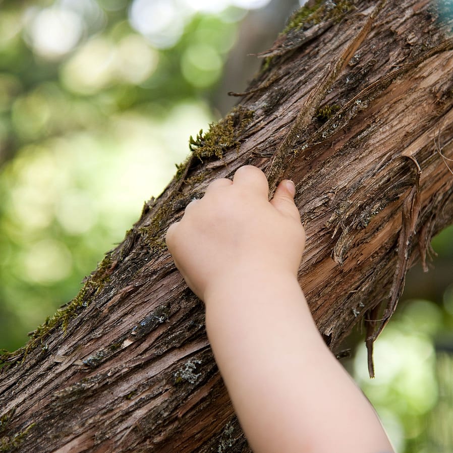 Bras d'enfant sur l'arbre