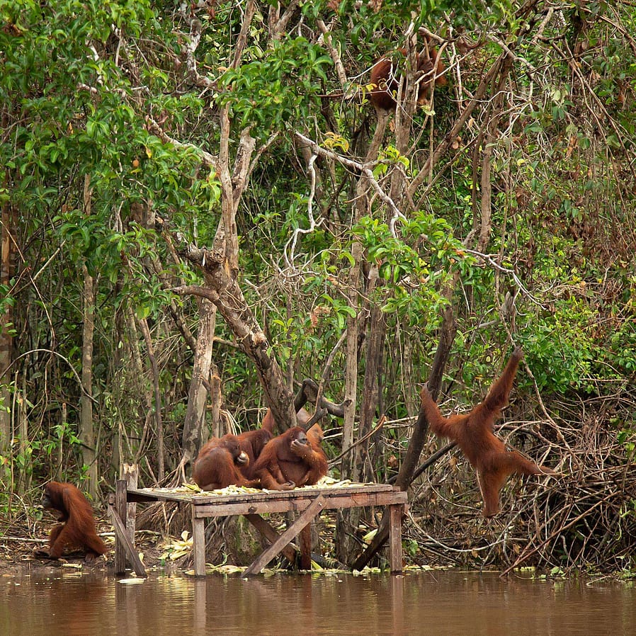 scimmie nella foresta