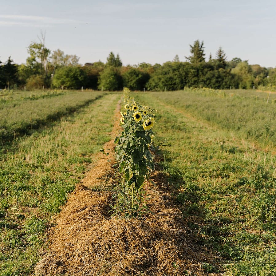 Sonnenblumen auf einem Feld