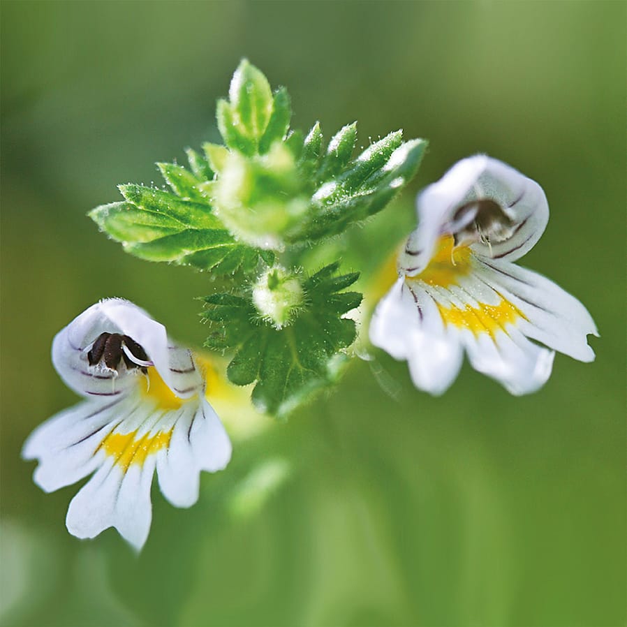 Euphrasia Blumen