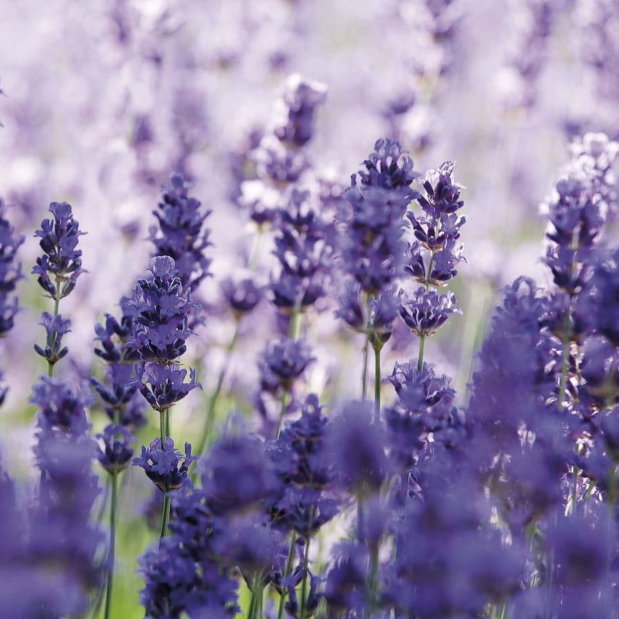 Des plants de lavande en fleurs