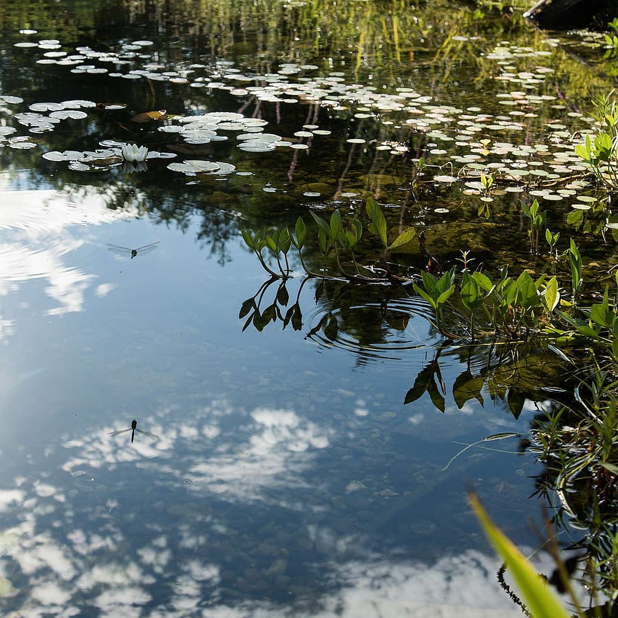 specchio d'acqua con foglie e una libellula