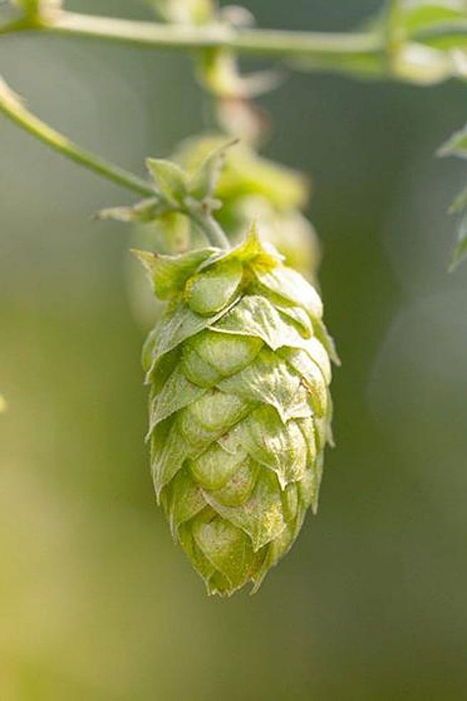 Hopfen  beruhigend und schlaffrdernd