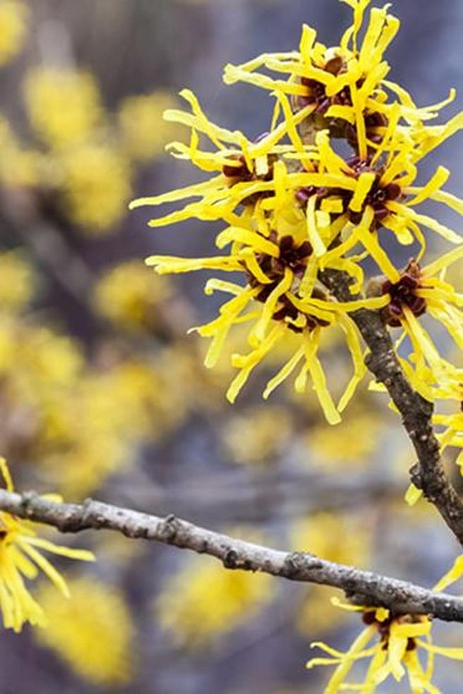 Die Zaubernuss - Hamamelis virginiana - Heilpflanzenportrt | Weleda